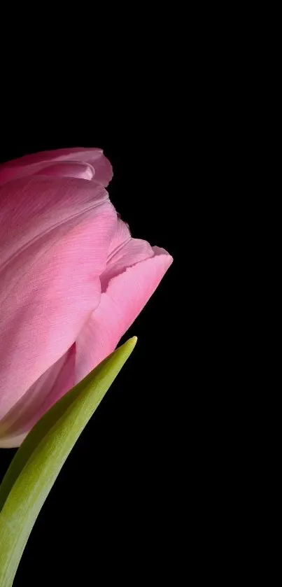 Pink tulip with green stem on a black background