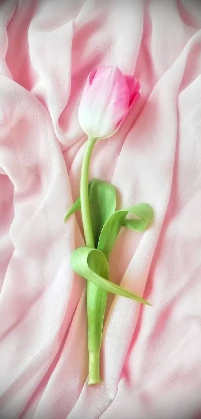 Elegant pink tulip on soft pink fabric background.