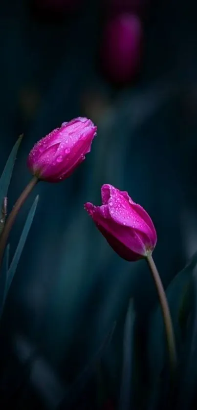 Elegant pink tulips with dew drops on a dark background.