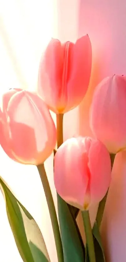 Elegant pink tulips with soft sunlight.