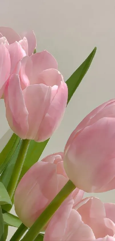 Soft pink tulips with green leaves for mobile wallpaper.