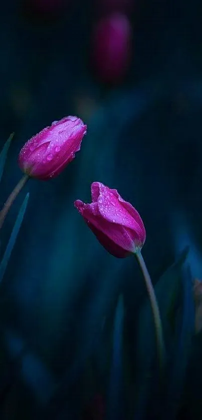 Pink tulips with dewdrops on a dark blue background mobile wallpaper.