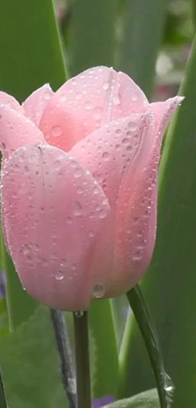 Dewy pink tulip with green leaves background.