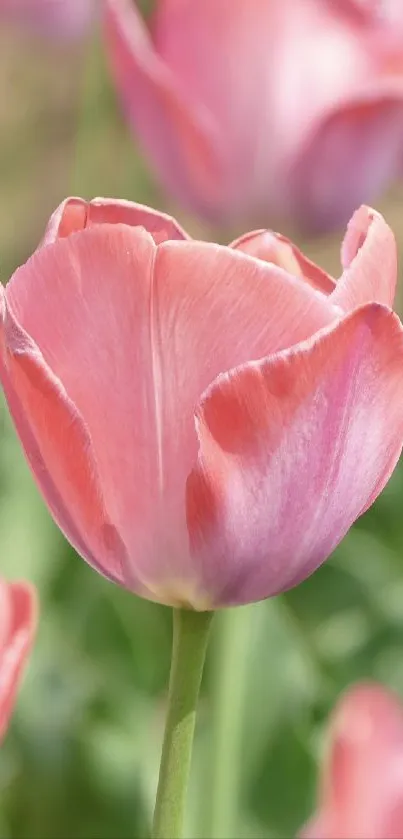 Close-up of a pink tulip on a green background.