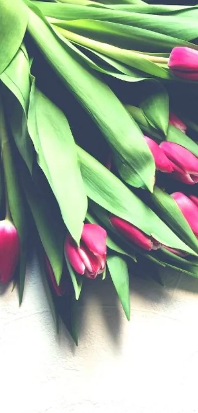 Lush green leaves and pink tulips in a serene floral wallpaper.