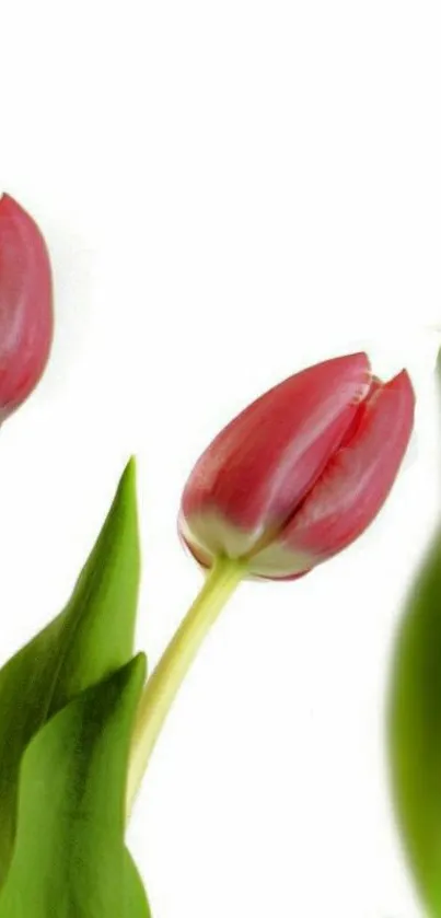 Elegant pink tulips with green leaves on a white background for mobile wallpaper.