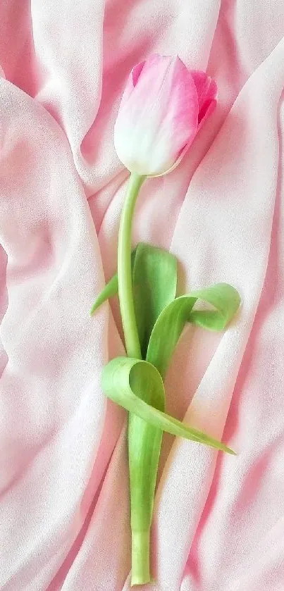 Pink tulip on soft pink fabric background, elegant mobile wallpaper.