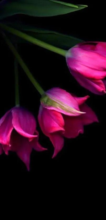 Elegant pink tulips with a dark background for mobile wallpaper.