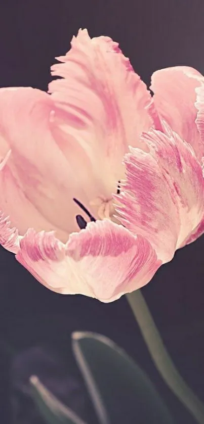Elegant pink tulip on dark background wallpaper.