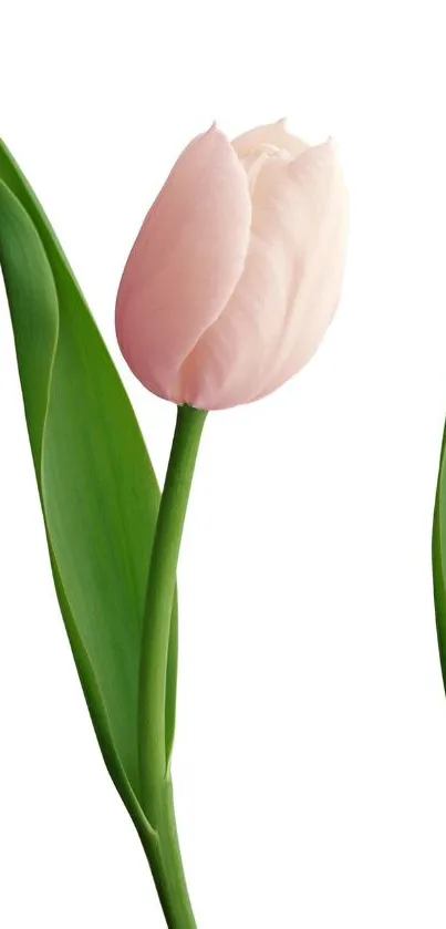 Elegant wallpaper with pink tulip and green leaves against a white background.