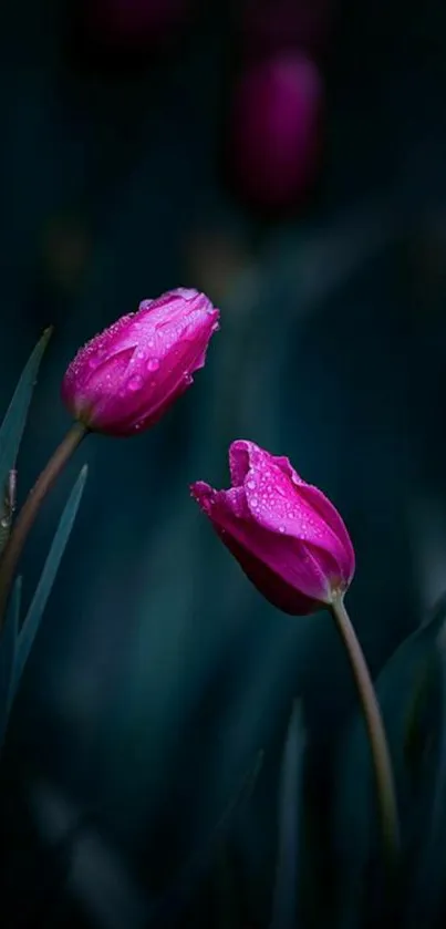 Pink tulips with dew drops against a dark blue background.