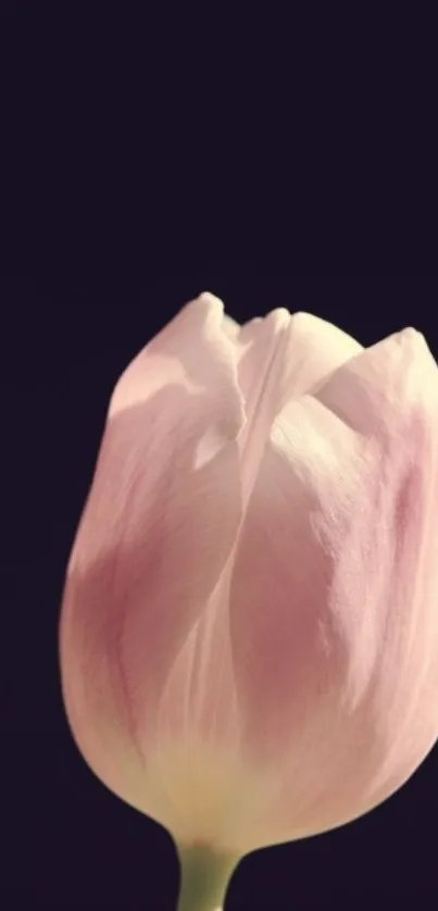 Soft pink tulip against a dark background on a mobile wallpaper.