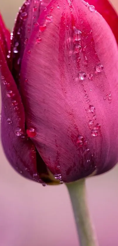 Close-up of a pink tulip with dewdrops and a blurred background.