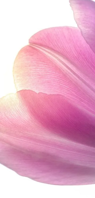 Close-up of an elegant pink tulip with soft petal textures.