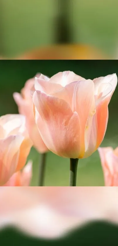 Elegant pink tulip flowers in bloom against green background.