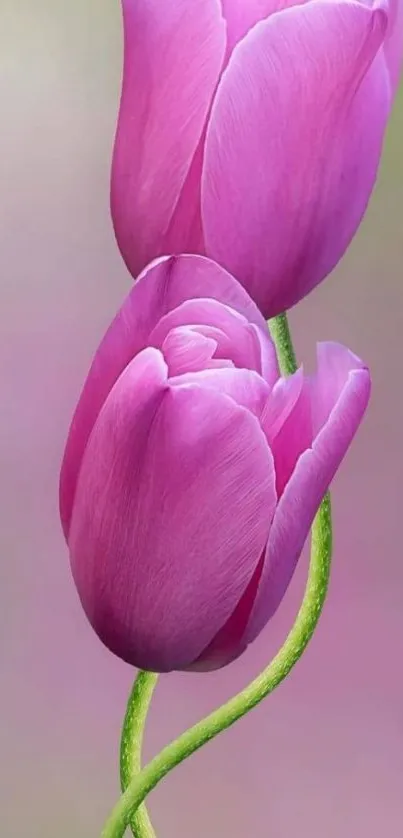 Two elegant pink tulips intertwined on a soft background.