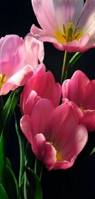 Mobile wallpaper of elegant pink tulips against a dark background.