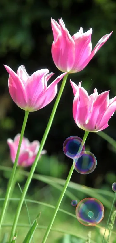 Pink tulips with green background, perfect for mobile wallpaper.