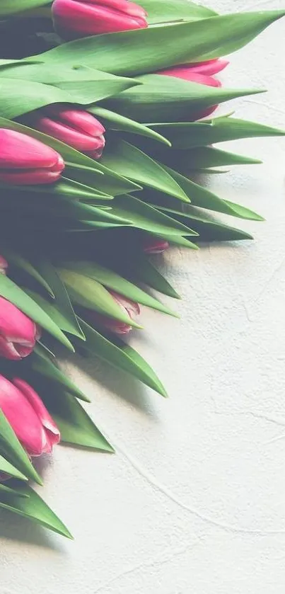 Elegant pink tulips wallpaper for phones.