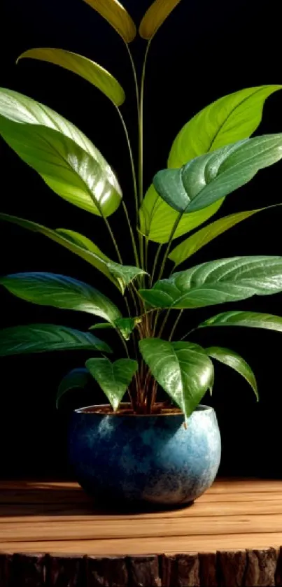 Elegant plant in blue pot on wooden table with dark background.