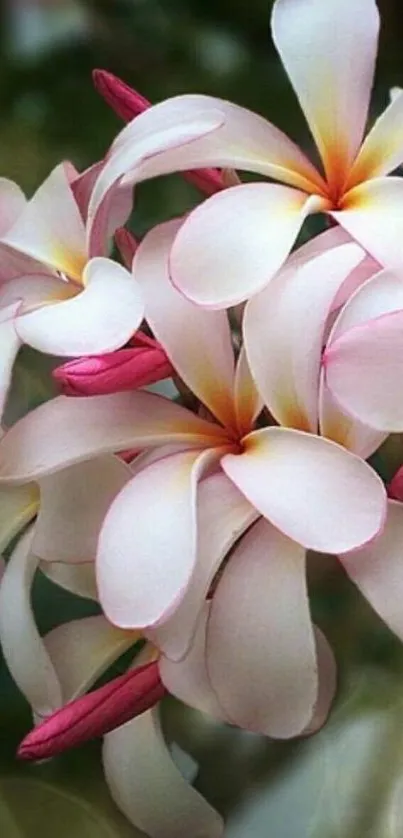 Close-up of elegant pink plumeria flowers on a serene mobile wallpaper.