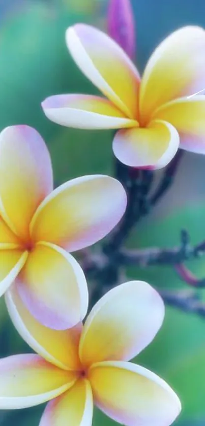 Elegant plumeria flowers with soft yellow petals, set against a serene background.