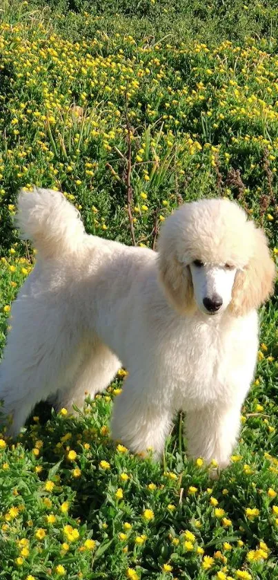 Elegant white poodle standing in green grass with yellow flowers.