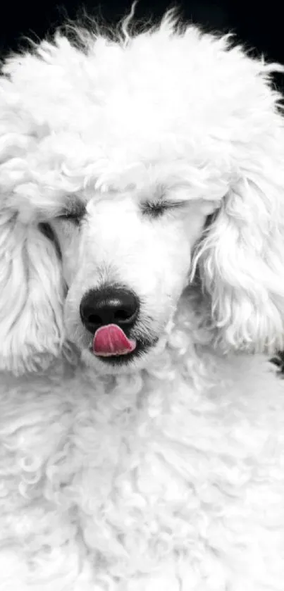 White poodle on a black background, tongue out slightly.