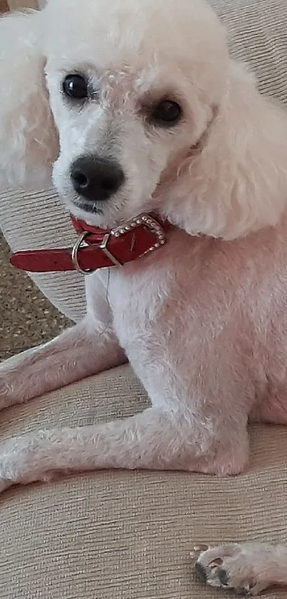 Elegant poodle lounging on a sofa with a red collar.