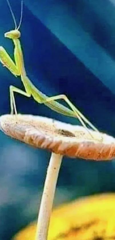 Green praying mantis on a mushroom with blue background.