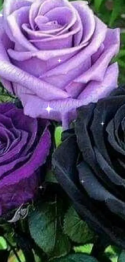 Elegant wallpaper of purple and black roses with green leaves, perfect for a stylish phone.