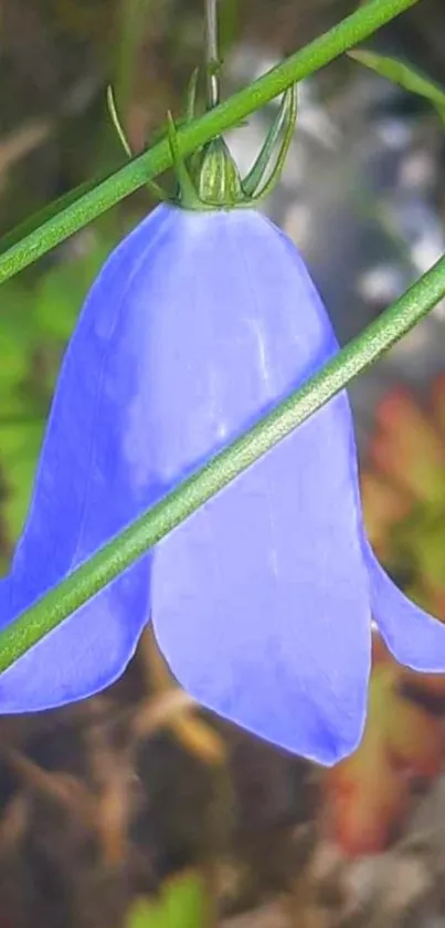 Close-up of vibrant purple bellflower in natural setting.