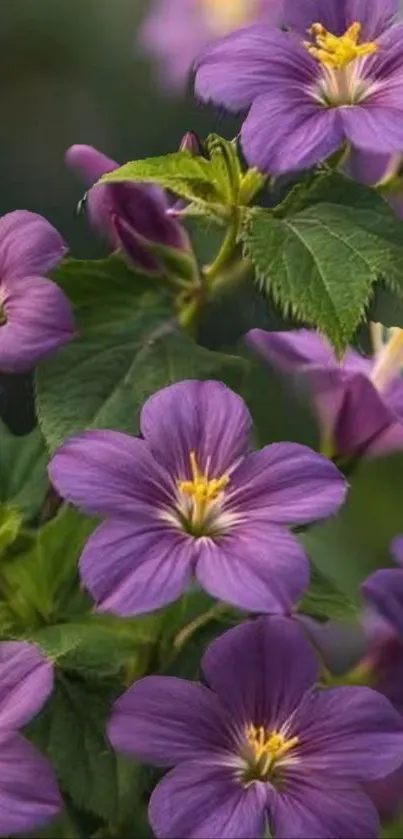 Close-up of vibrant purple flowers blooming.