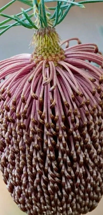 Purple cone flower with intricate design and green leaves.