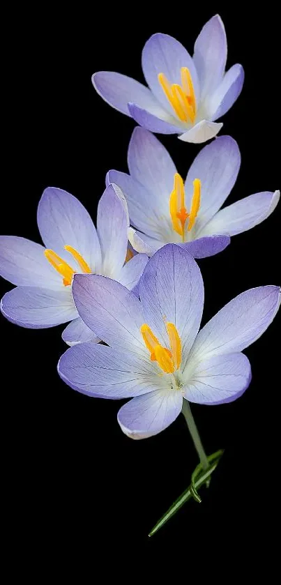 Elegant purple crocus flowers on a black background.