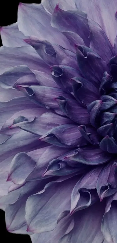 Close-up of a vibrant purple dahlia flower against a dark background.