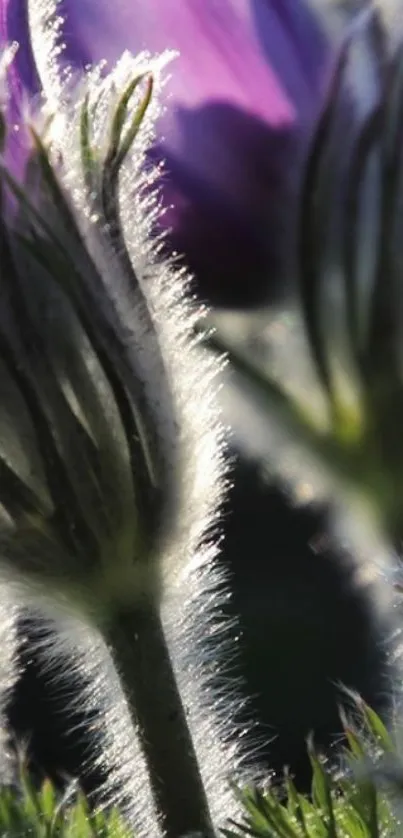 Close-up of elegant purple flowers with a soft, natural light background.