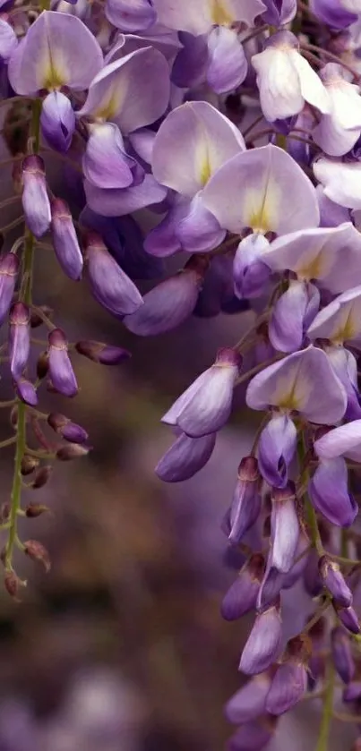 Elegant purple floral wallpaper with cascading blossoms.