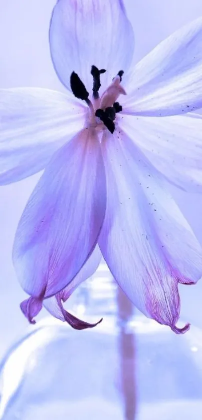 Delicate purple flower in a vase wallpaper with serene design.