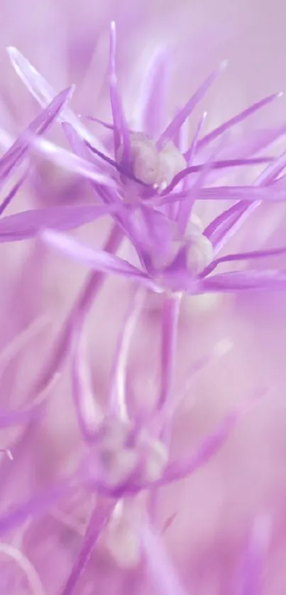 Close-up of elegant purple flowers with soft hues.