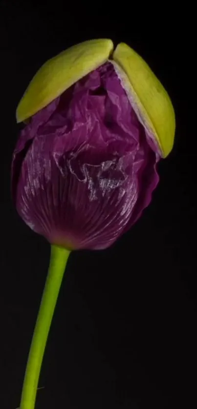 Purple flower against a dark black background, elegantly blooming.