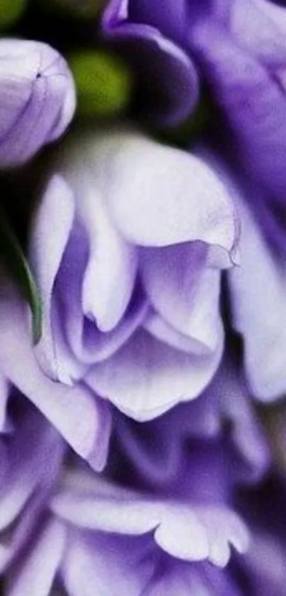 Close-up of elegant purple flowers in soft bloom.