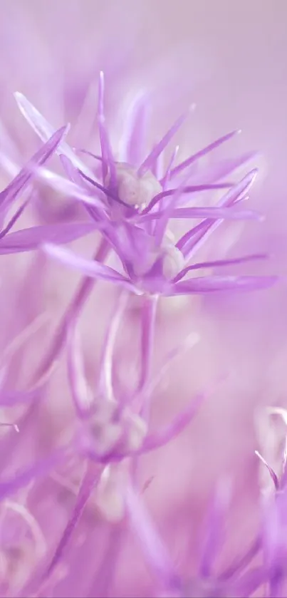 Close-up of purple flowers with delicate petals in full bloom.