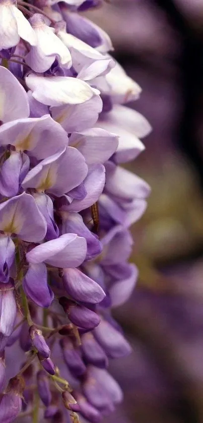 Purple wisteria flowers in bloom on a rich lavender background.