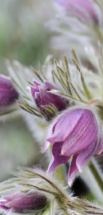 Close-up of vibrant purple flowers in bloom.