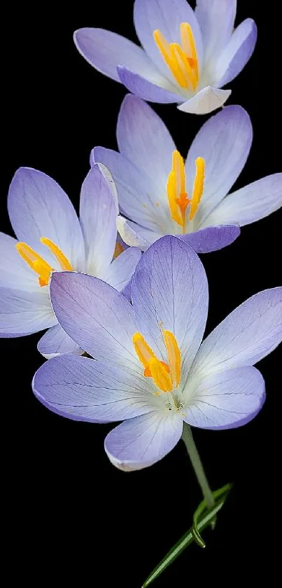 Elegant purple flowers on black background wallpaper.