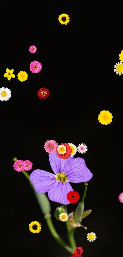 Vibrant purple flower on a black background.