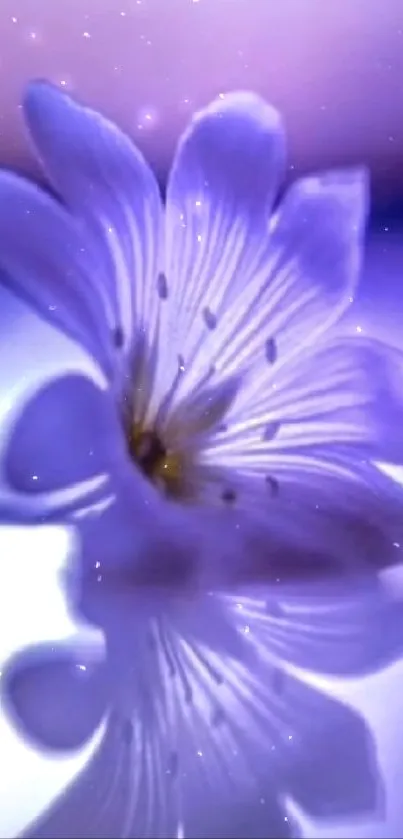 Serene purple flower reflecting on water surface.