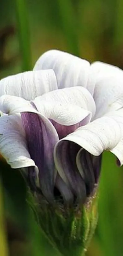 Close-up of a purple and white flower with green background.