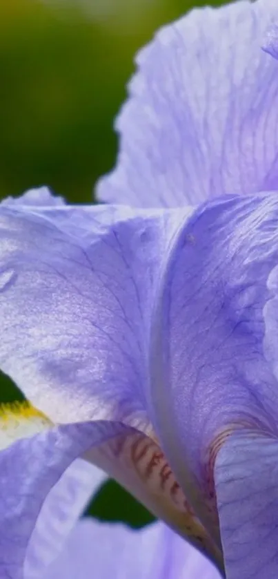 Close-up of elegant purple flower with delicate petals.